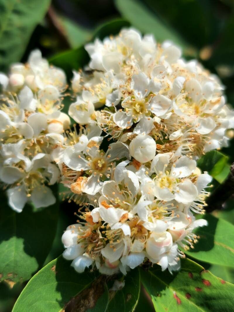 Sorbus sitchensis — houseplant care guide