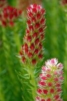 Rhodiola semenovii flower