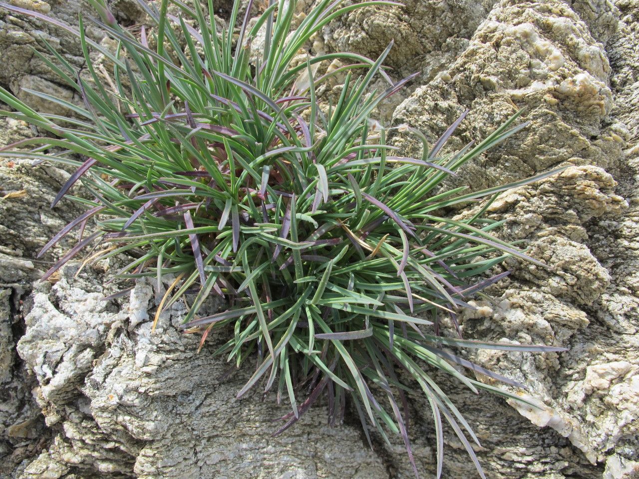 Dianthus longicaulis habit