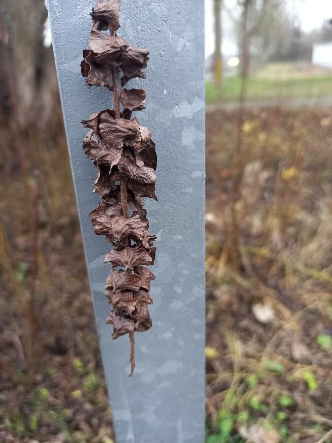 Pterocarya fraxinifolia fruit