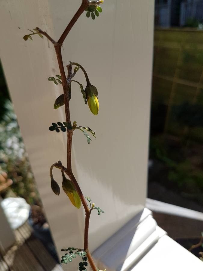 Sophora prostrata flower