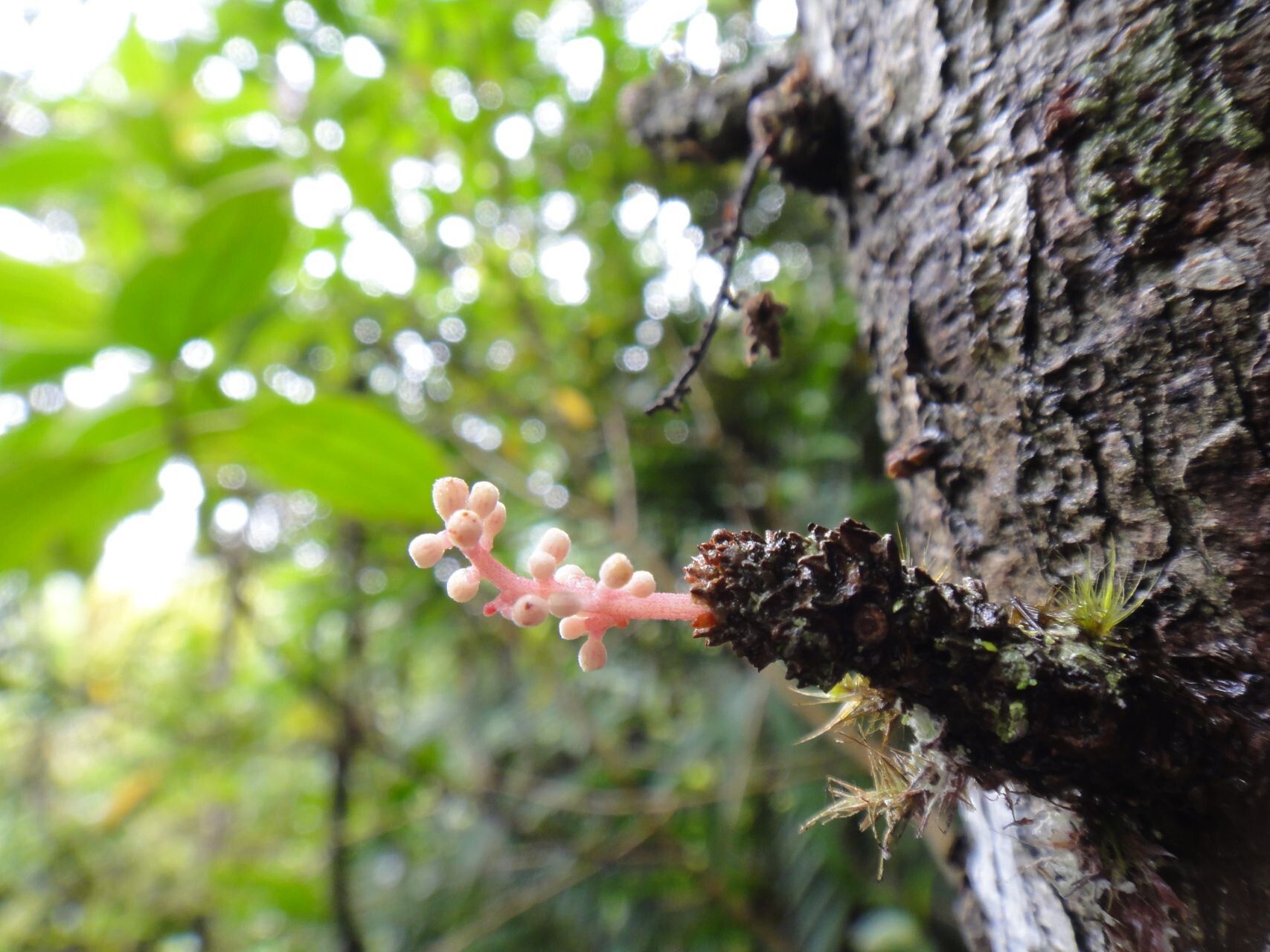 Acropogon merytifolius — houseplant care guide