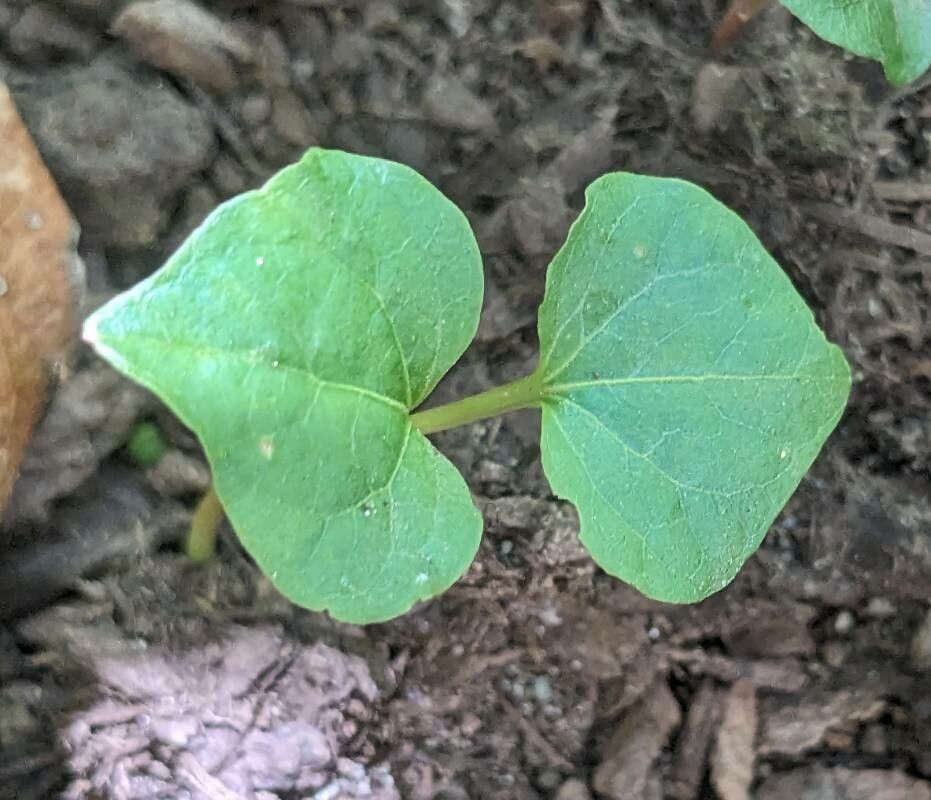 Parthenocissus vitacea — search result for 'Southeastern Canada'