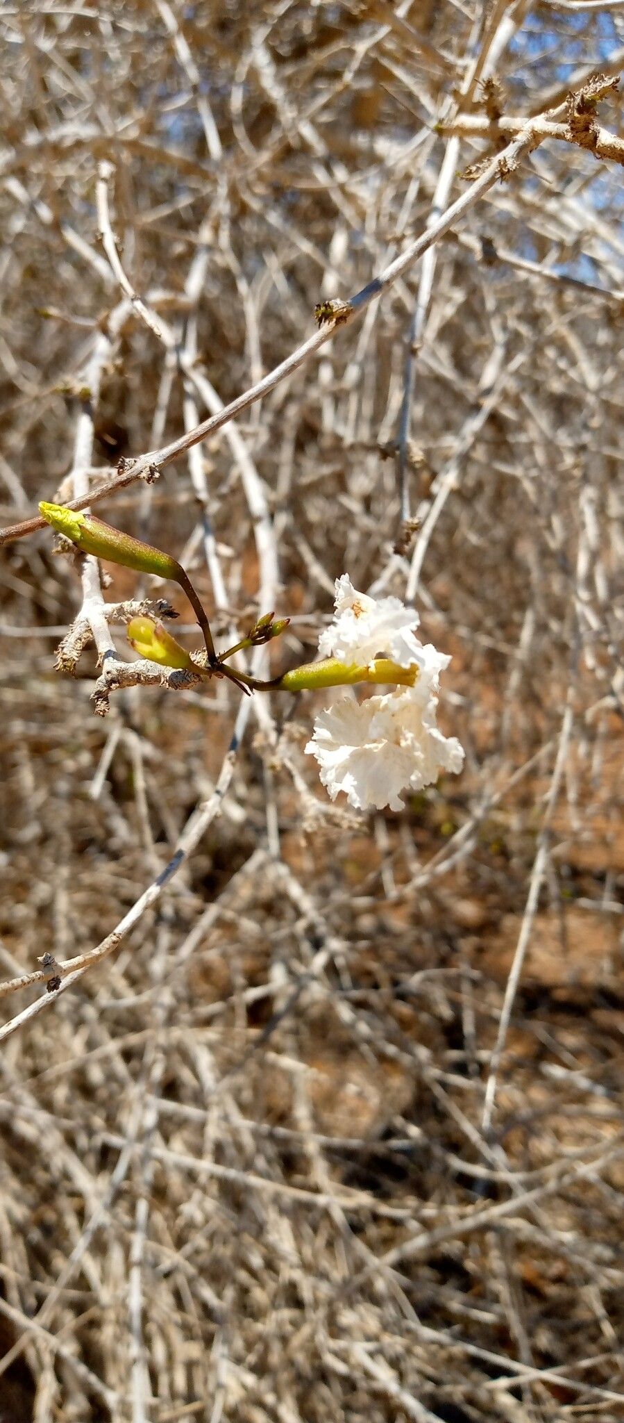 Stereospermum nematocarpum — search result for 'Stereospermum'
