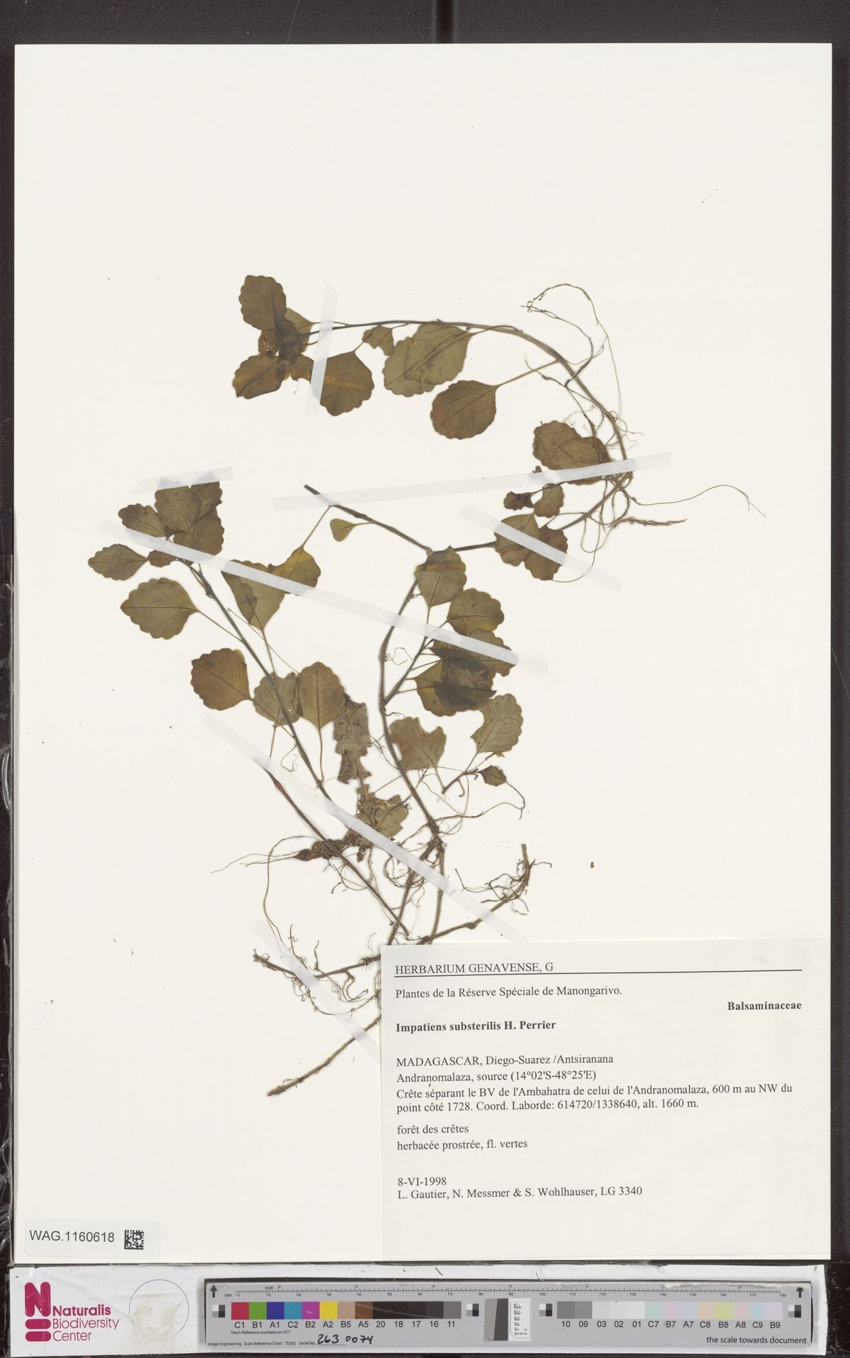 Impatiens substerilis — houseplant care guide