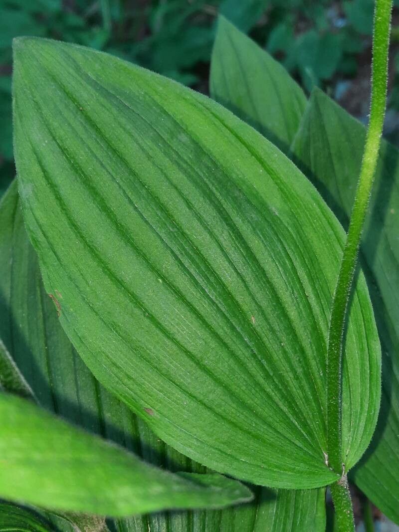 Cypripedium calceolus leaf