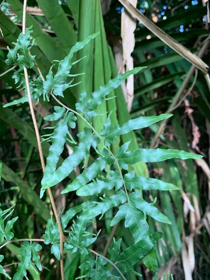 Lygodium venustum — houseplant care guide