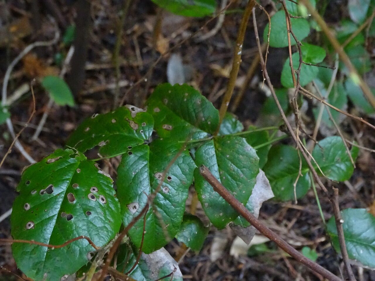 Mahonia repens — search result for 'Mahonia'