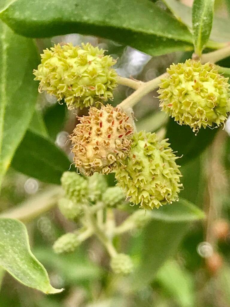 Conocarpus lancifolius fruit