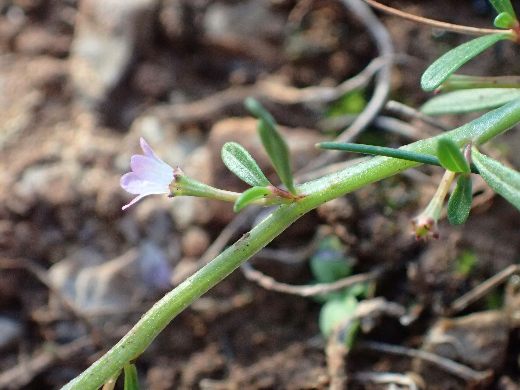 Lythrum tribracteatum flower