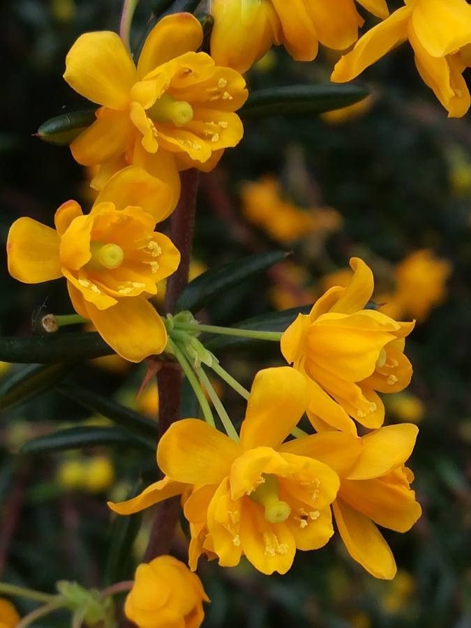 Berberis soulieana flower