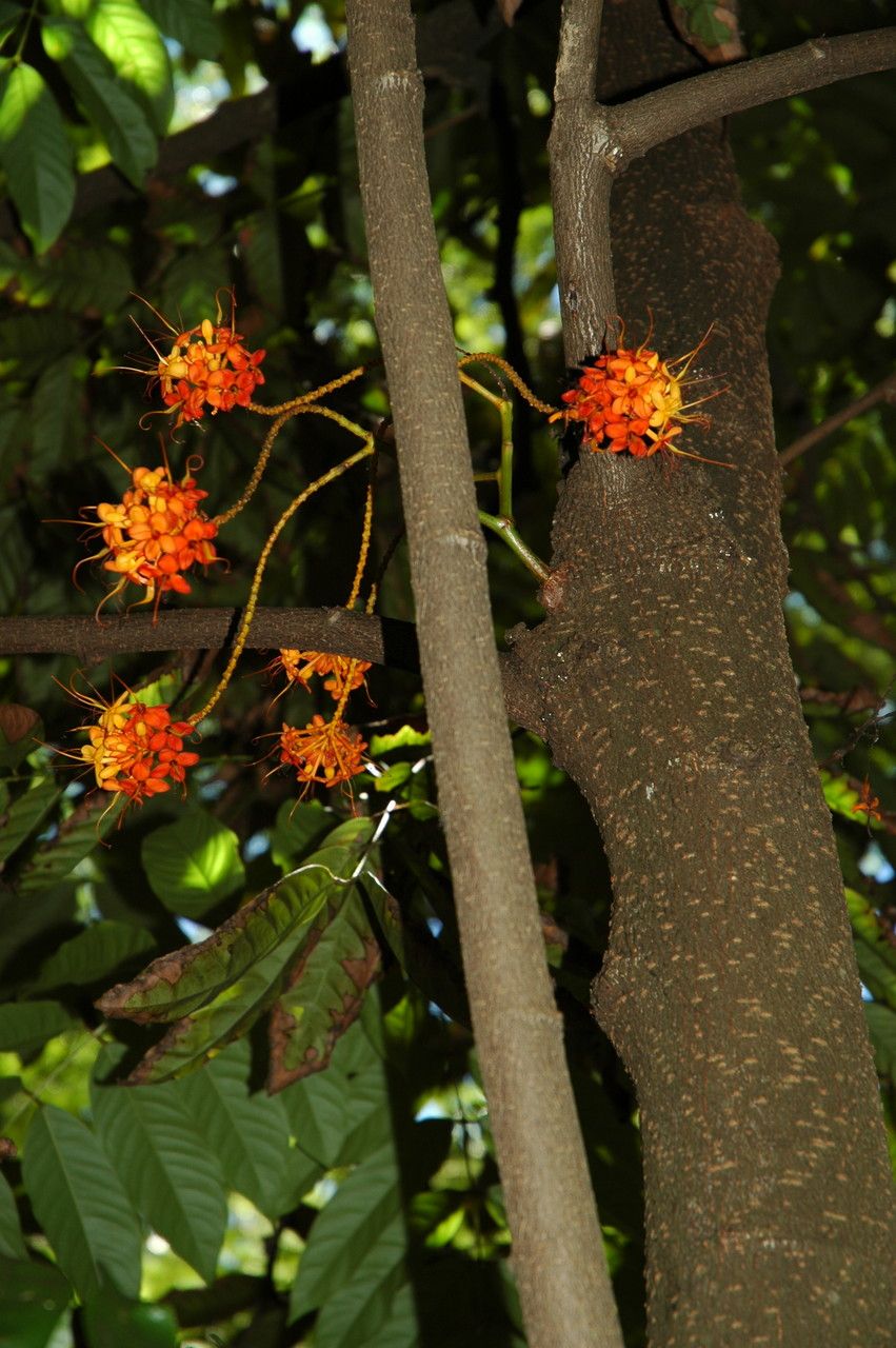 Saraca declinata — related species from the same genus
