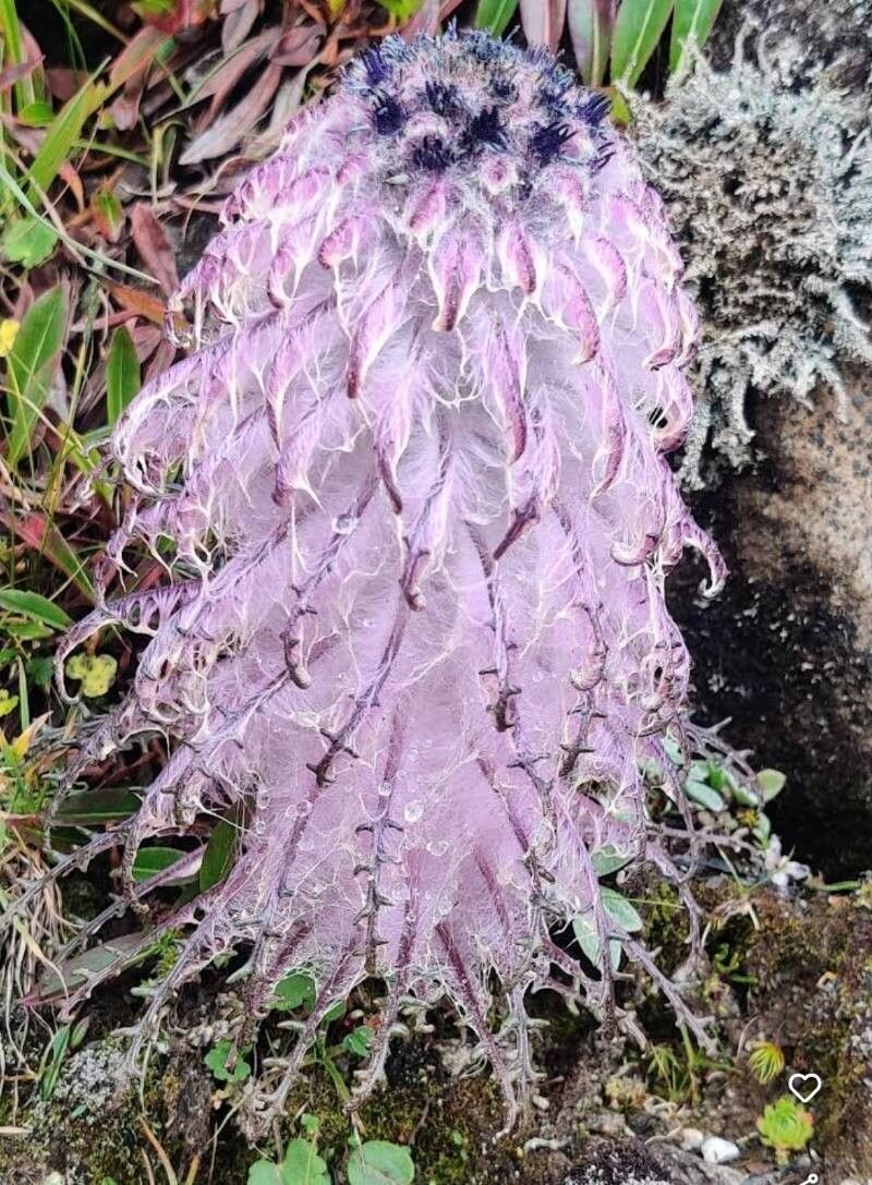 Saussurea simpsoniana — houseplant care guide