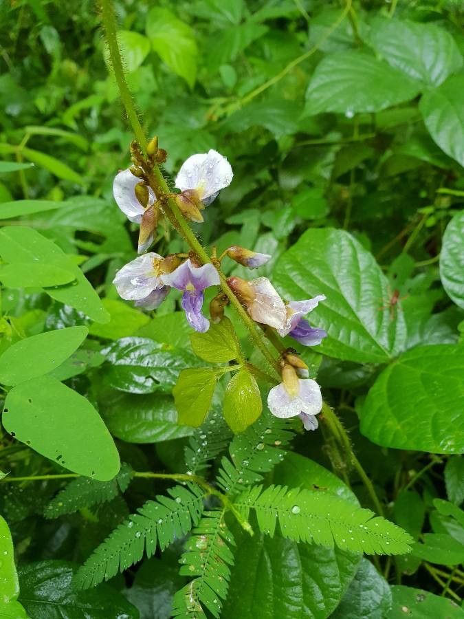 Calopogonium mucunoides flower