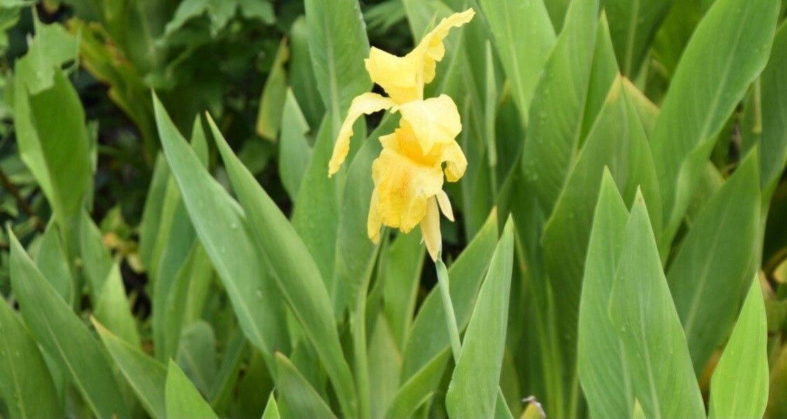 Canna flaccida flower