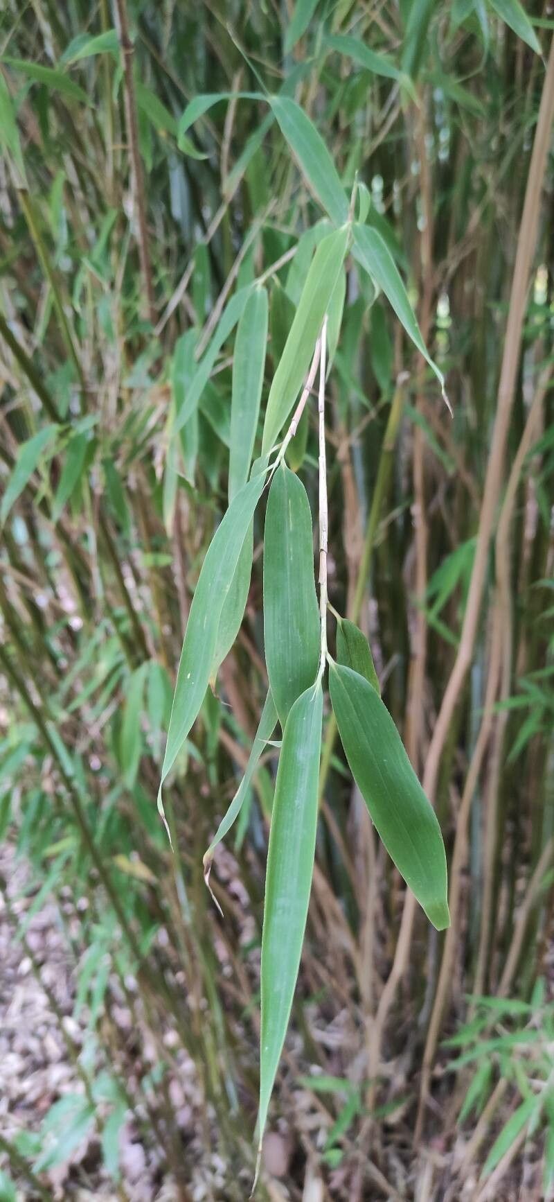 Fargesia spathacea — search result for 'Bamboo'