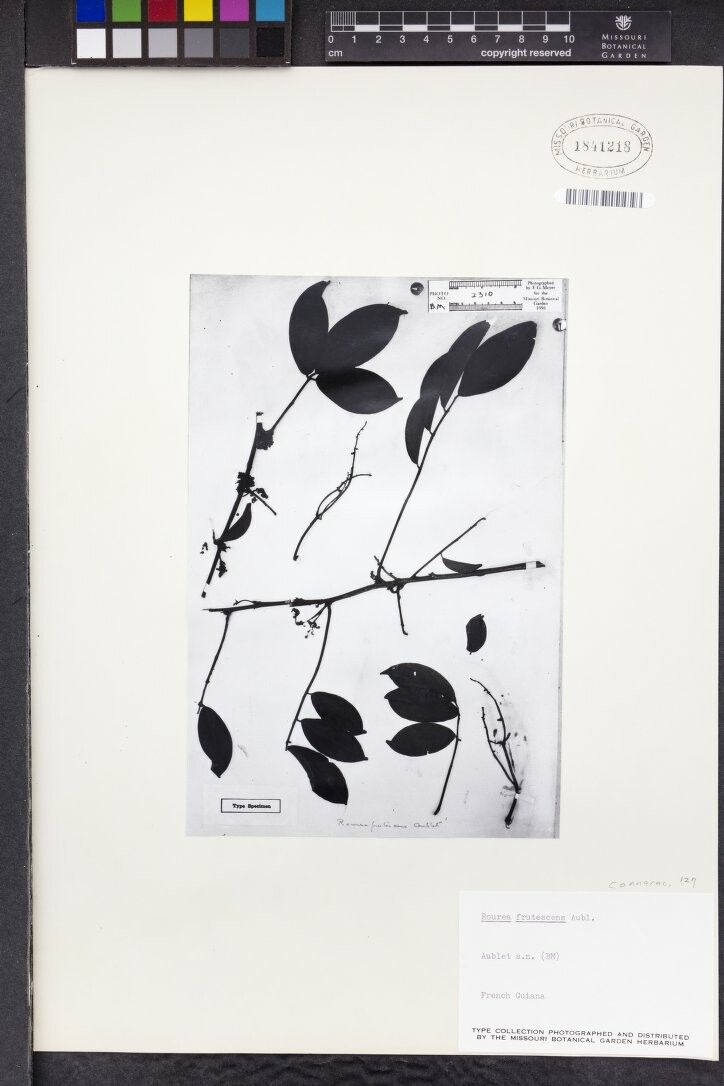 Rourea frutescens other