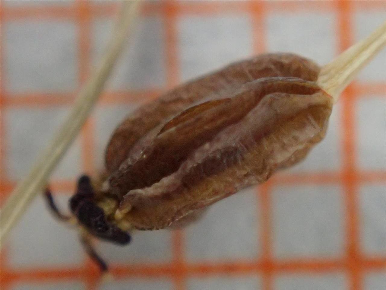 Bupleurum stellatum fruit
