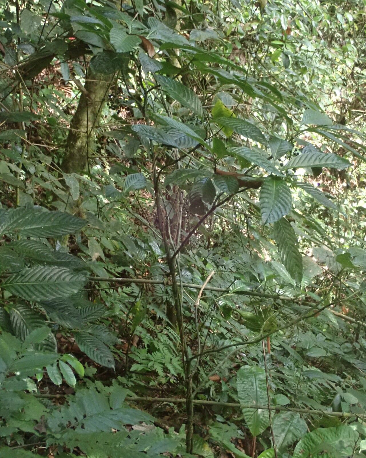 Psychotria darwiniana habit