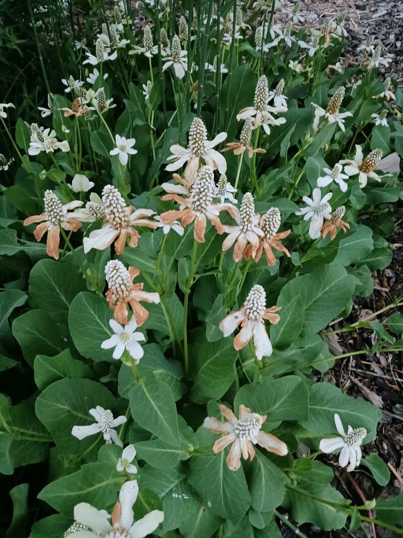 Anemopsis californica flower