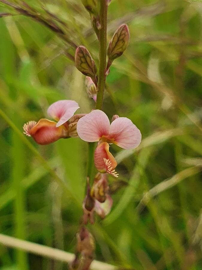 Polygala liniflora flower