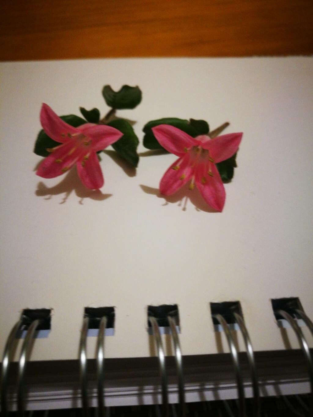 Crowea exalata flower