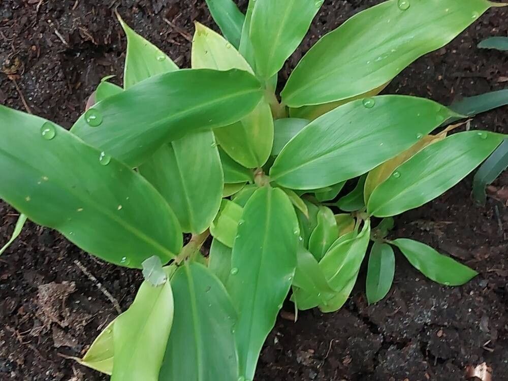 Hedychium yunnanense — search result for 'Hedychium'