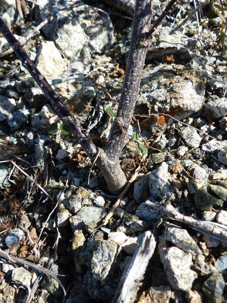 Solanum vaccinioides habit