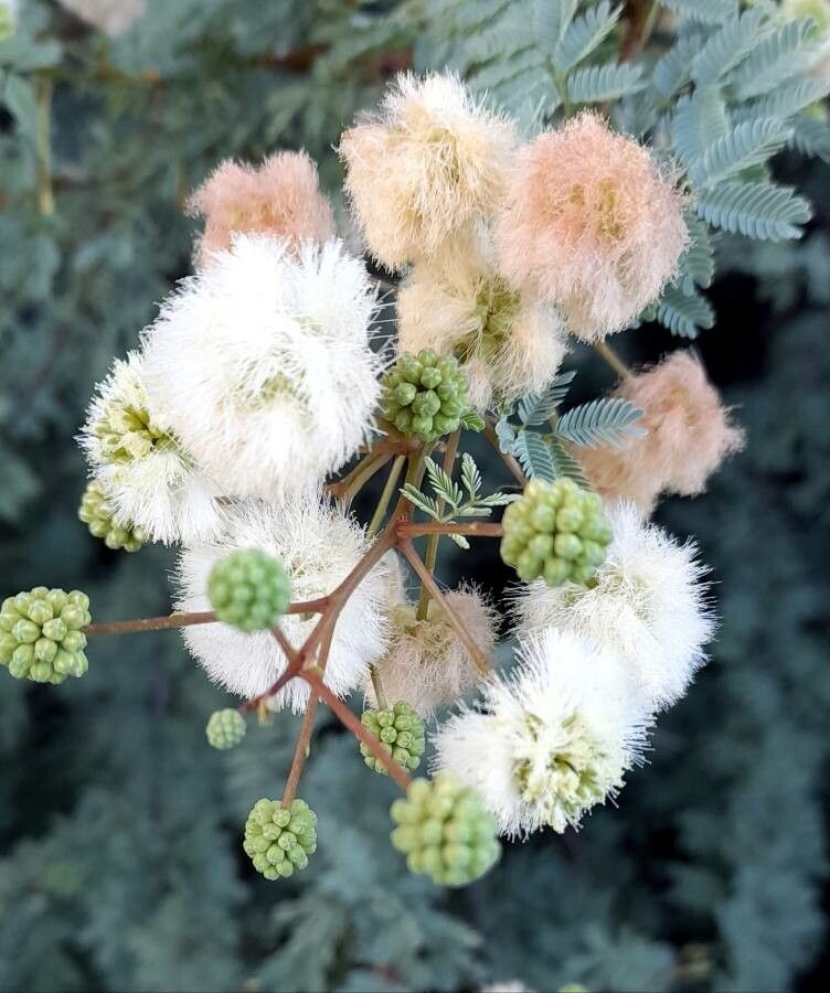 Senegalia praecox flower