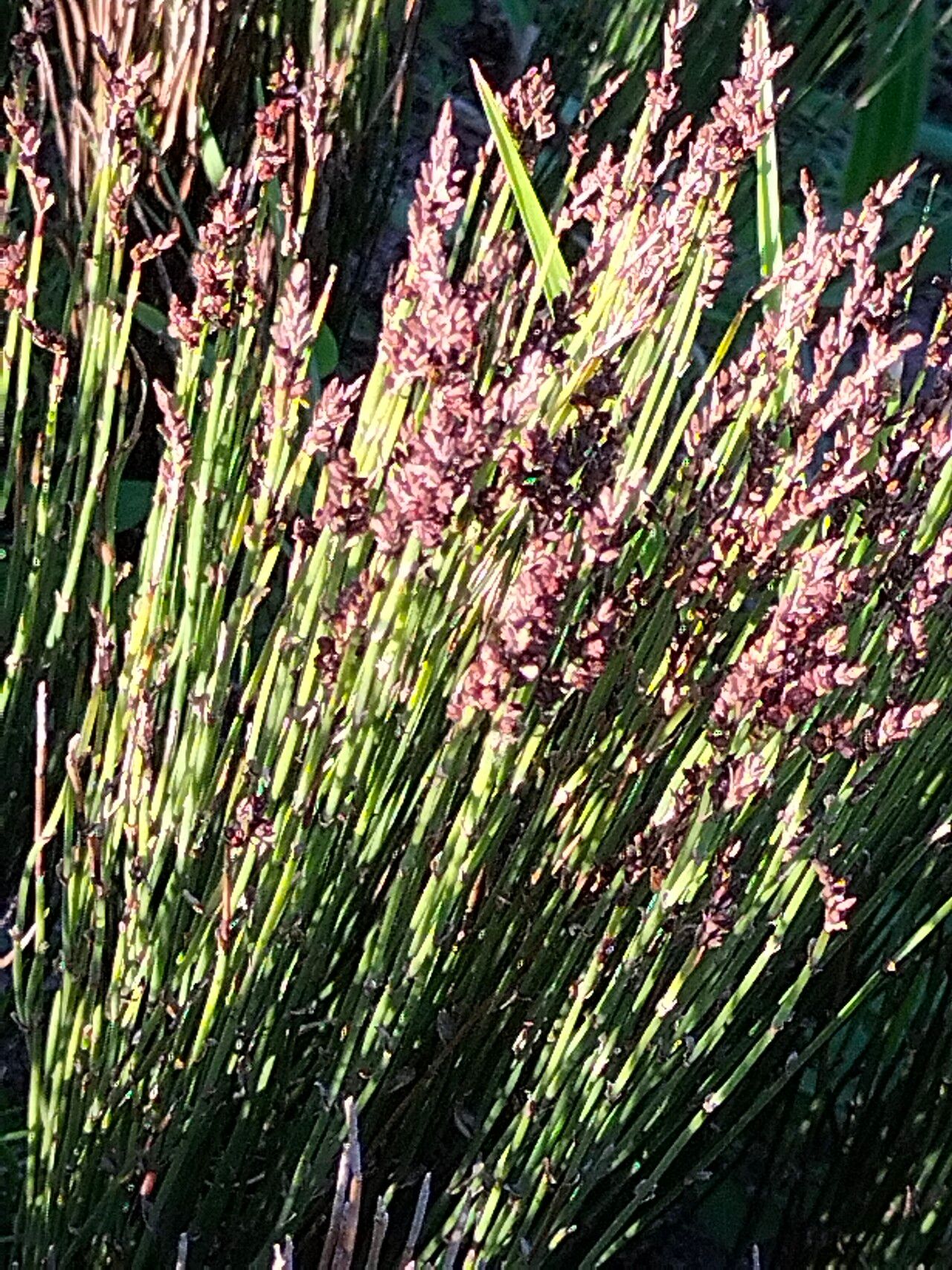 Elegia microcarpa habit