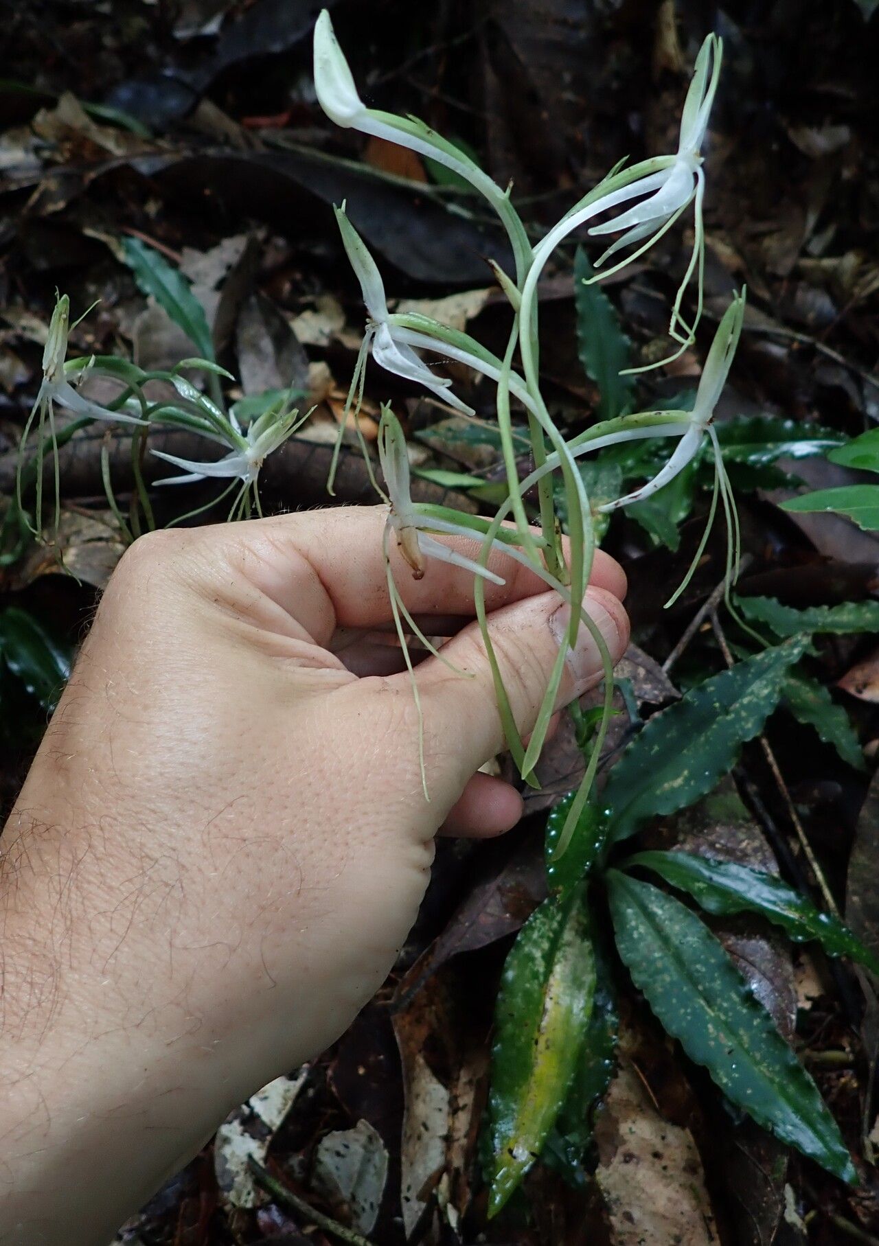 Habenaria macrandra flower
