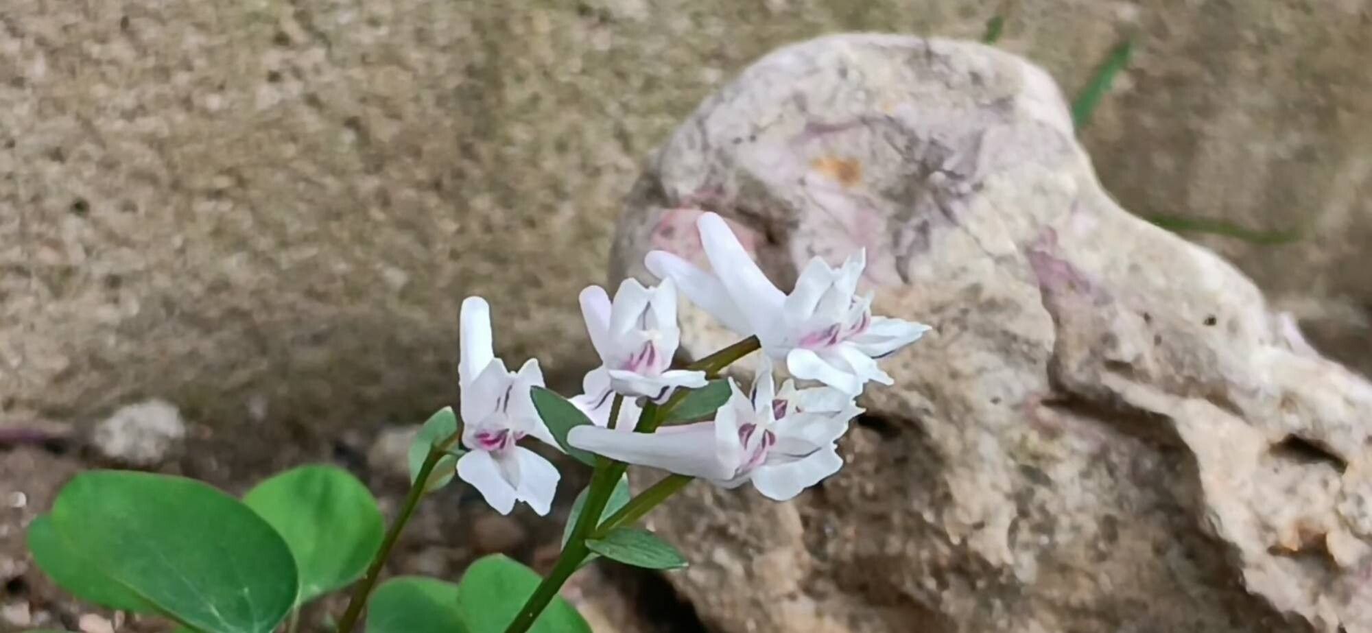 Corydalis repens — houseplant care guide