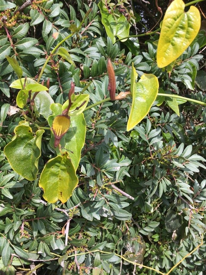 Aristolochia altissima habit
