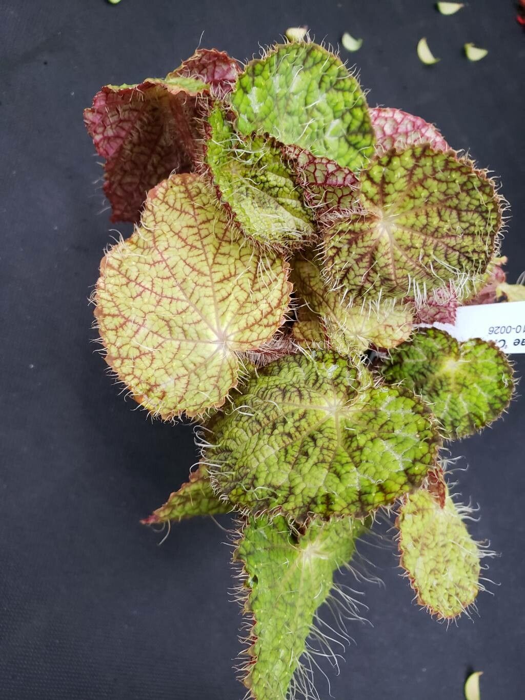 Begonia longiciliata — houseplant care guide