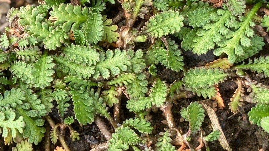 Leptinella atrata — related species from the same genus