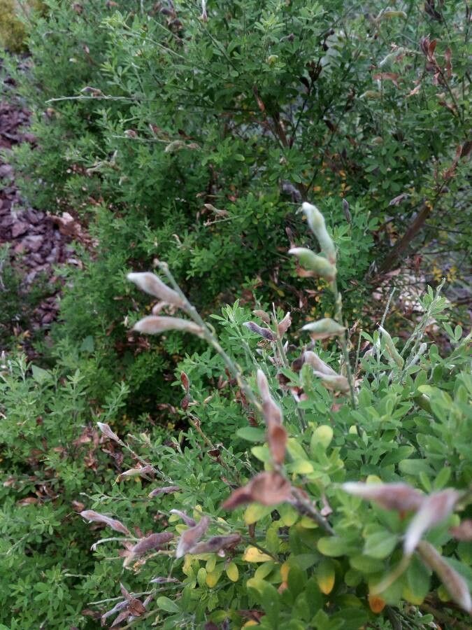Cytisus villosus fruit