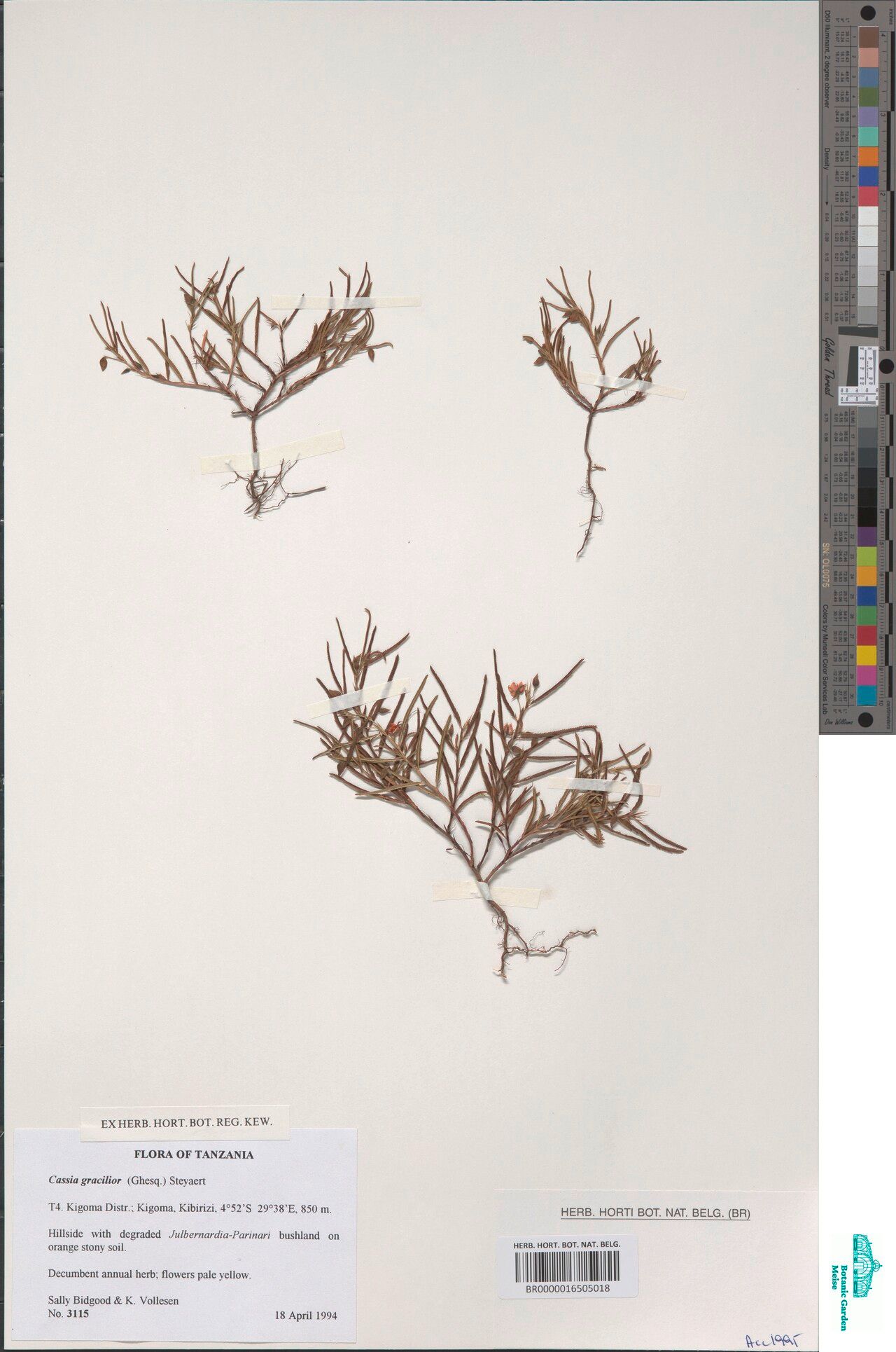 Chamaecrista ghesquiereana — houseplant care guide