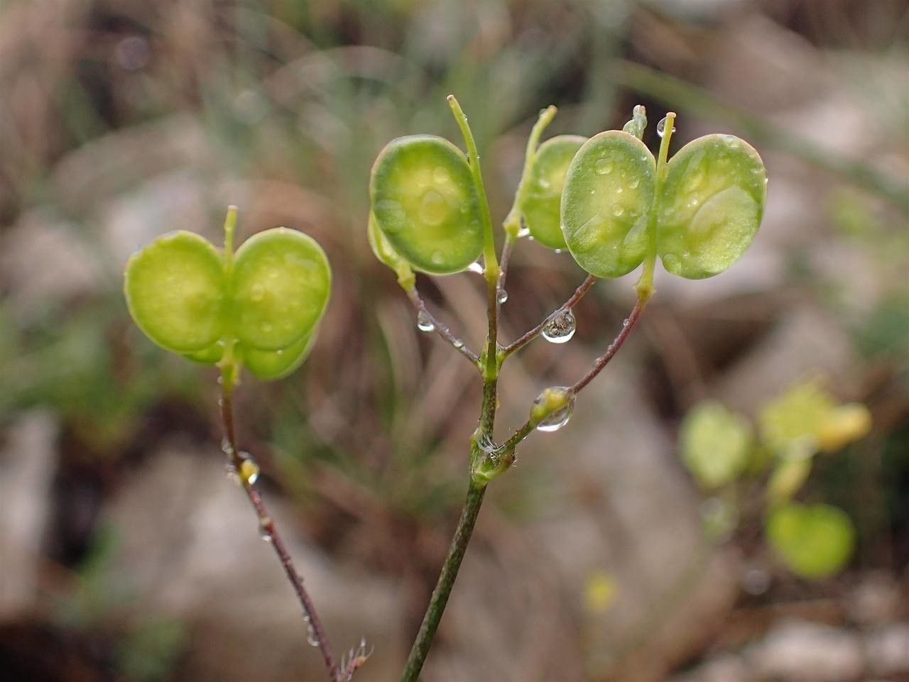 Biscutella minor fruit