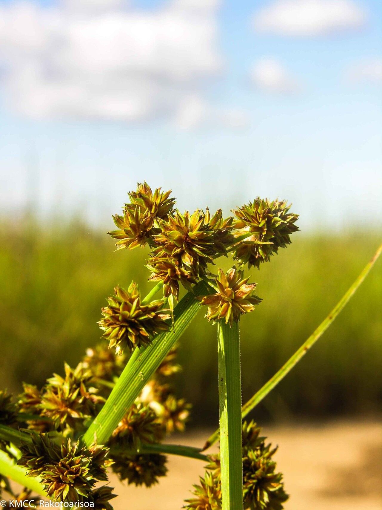 Cyperus pseudokyllingioides — houseplant care guide