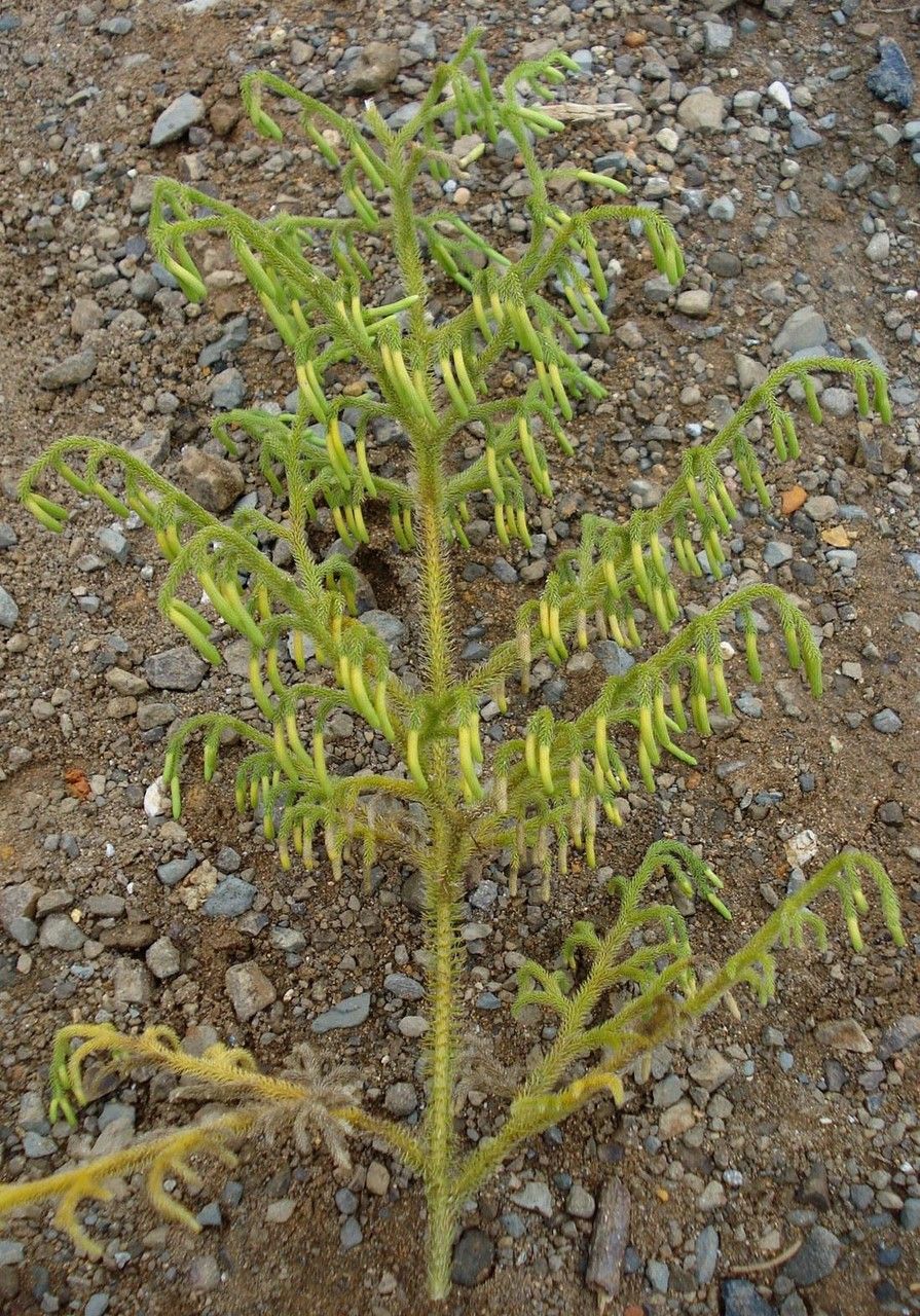 Lycopodiella glaucescens habit