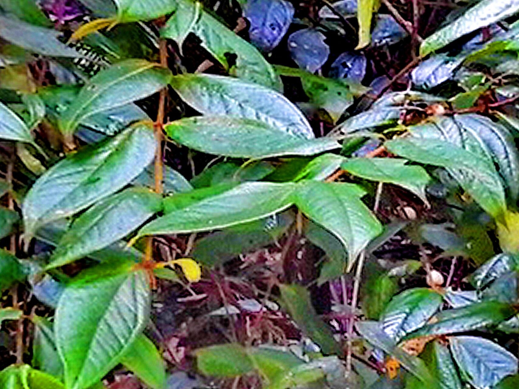 Rhodomyrtus effusa — related species from the same genus