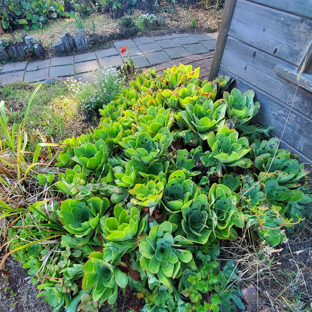 Aeonium lancerottense flower
