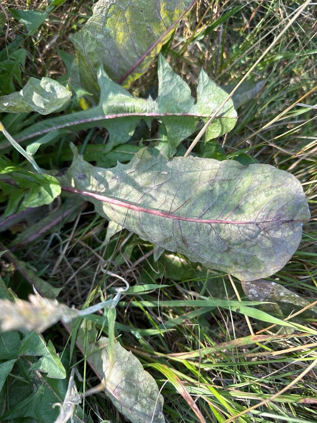 Taraxacum croceiflorum — search result for 'Taraxacum'