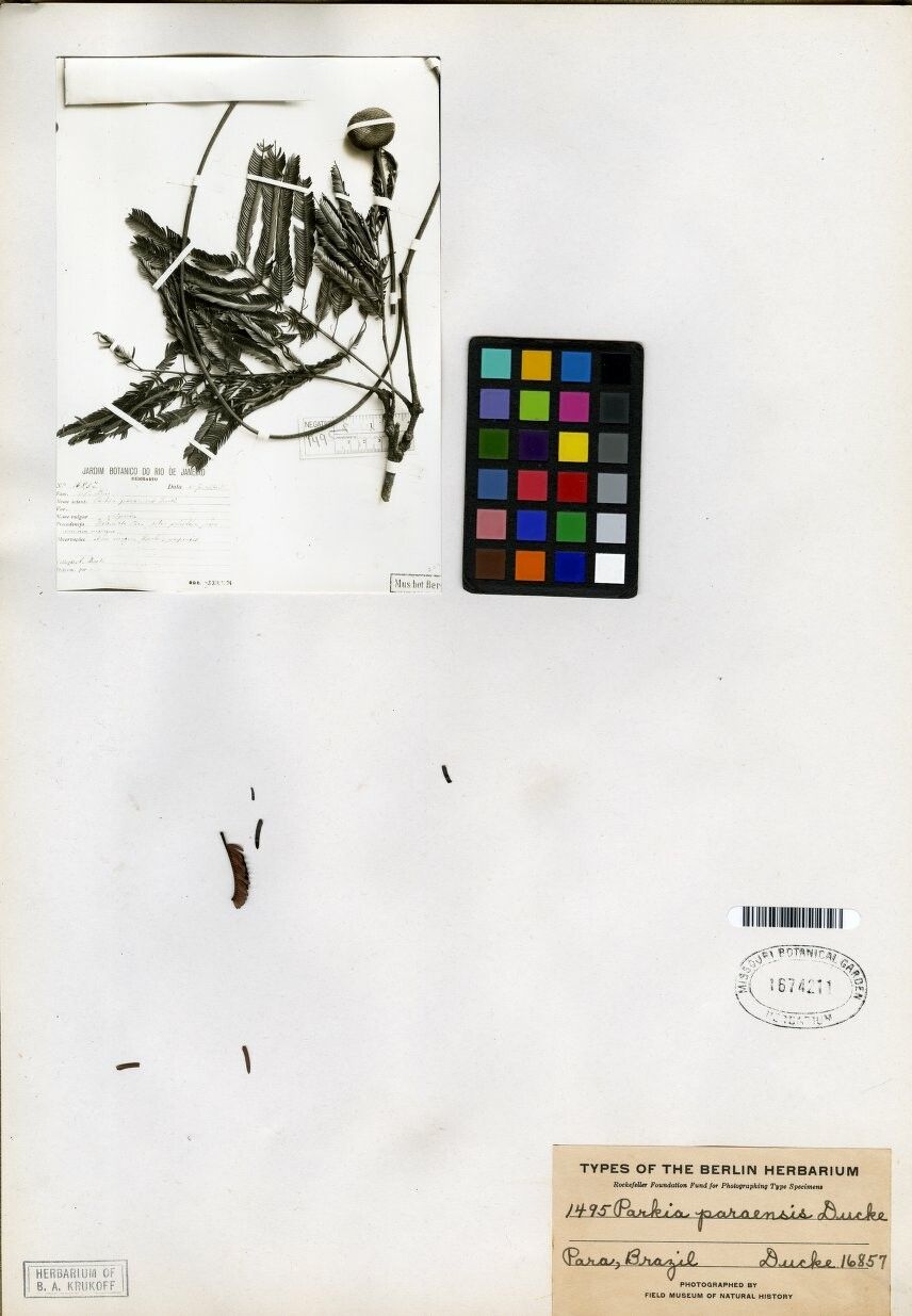 Parkia paraensis — search result for 'Parkia'