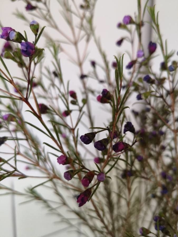 Agalinis tenuifolia leaf