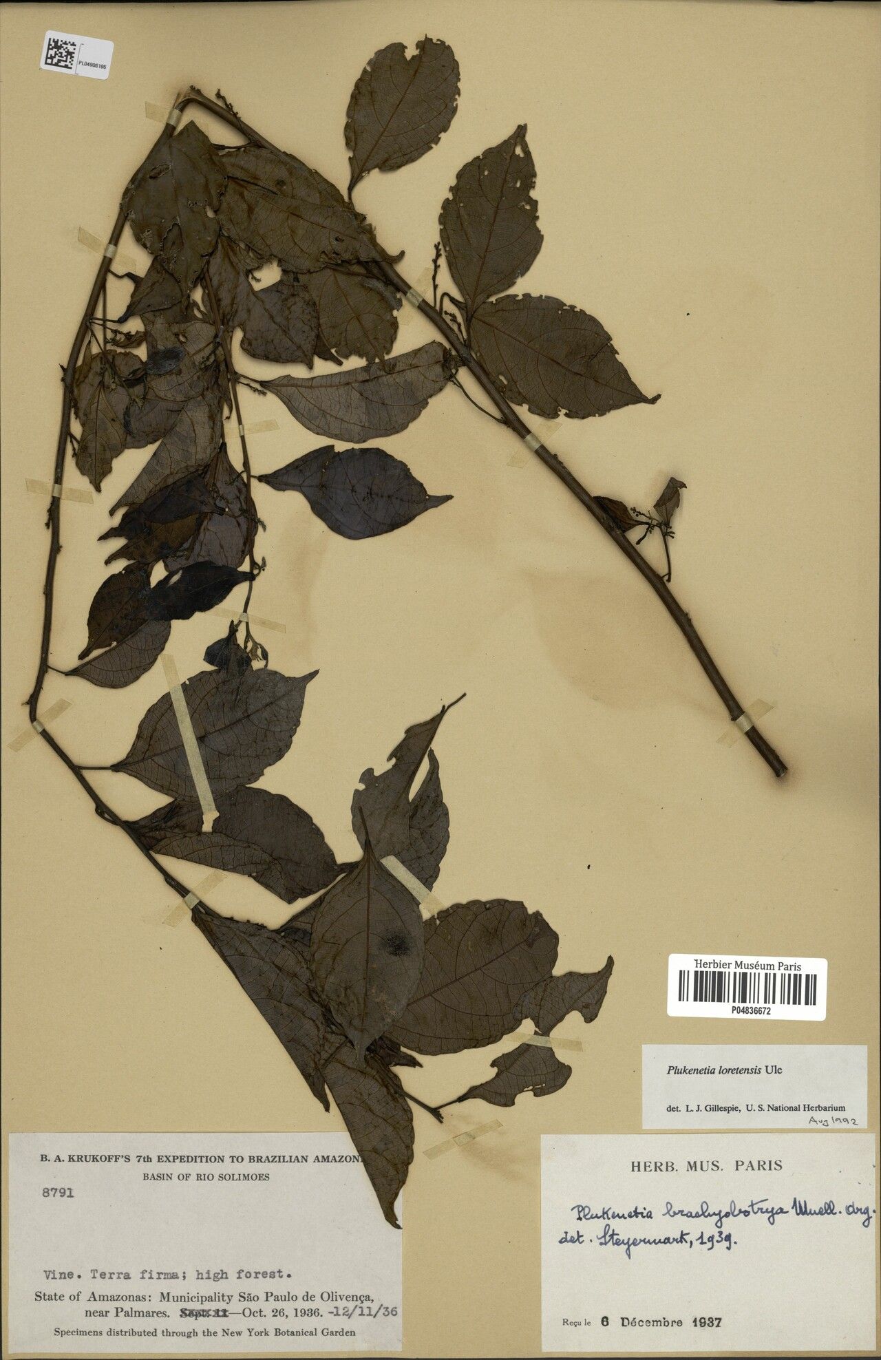 Plukenetia loretensis — related species from the same genus