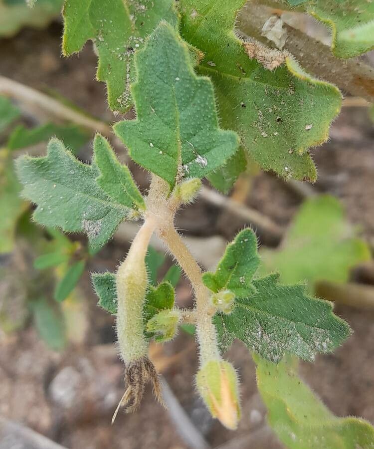 Mentzelia parvifolia — houseplant care guide