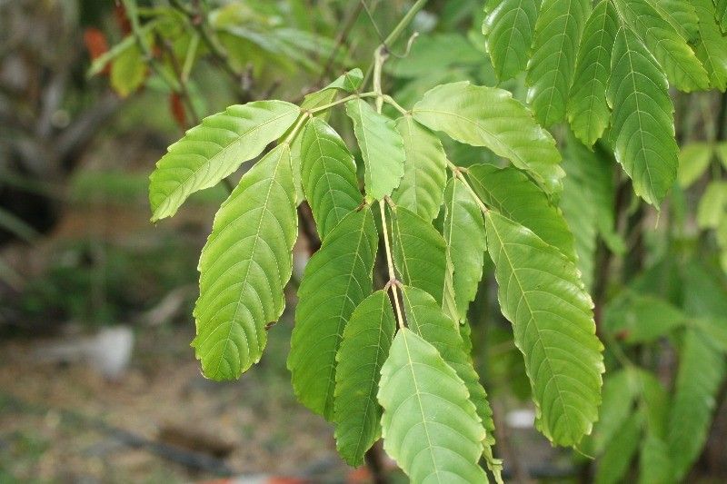 Leea guineensis — search result for 'Ghana'