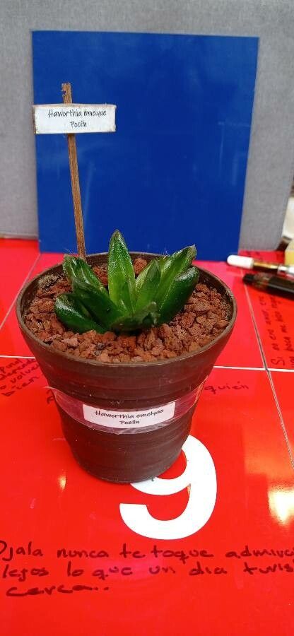 Haworthia emelyae habit