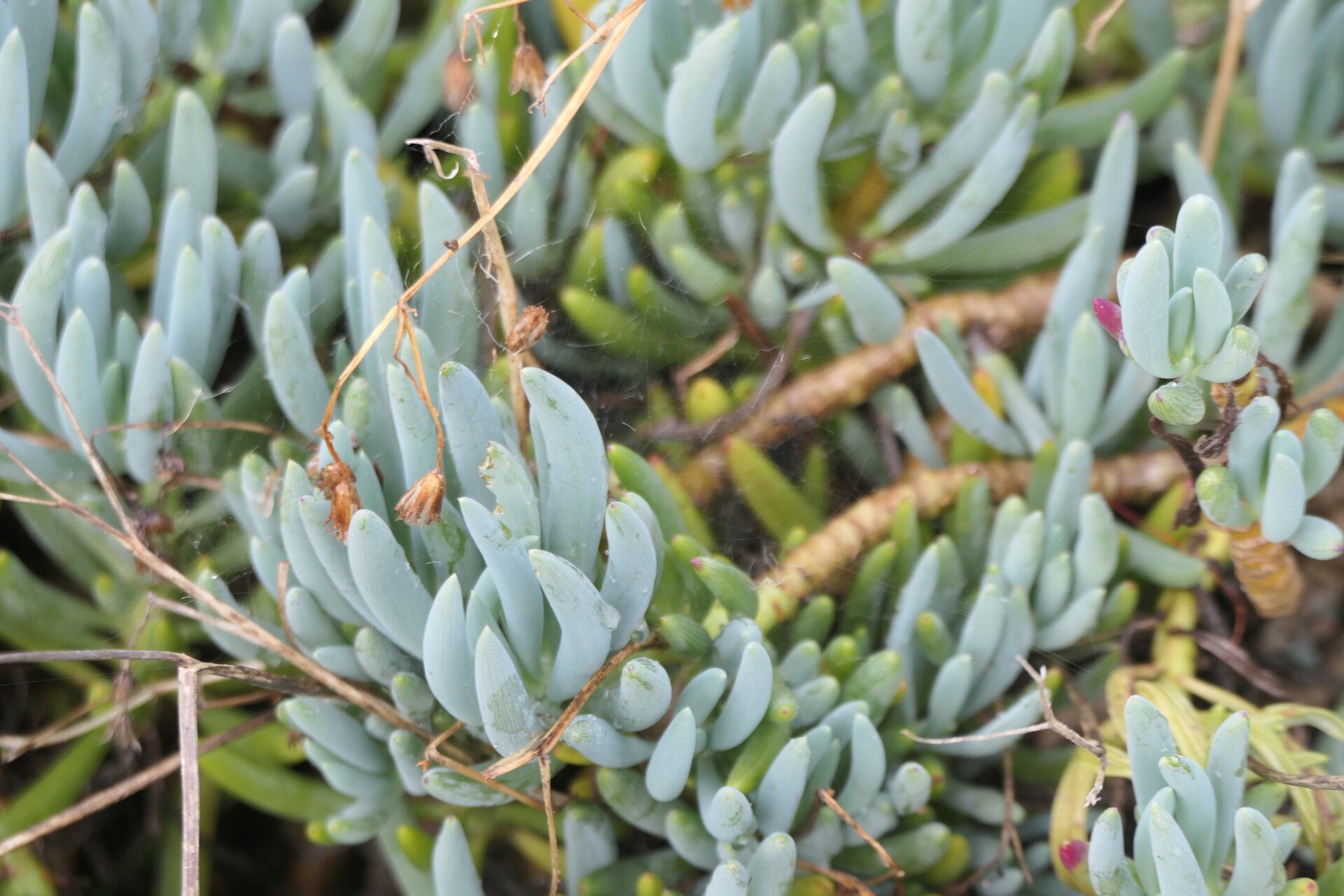 Curio crassulifolius